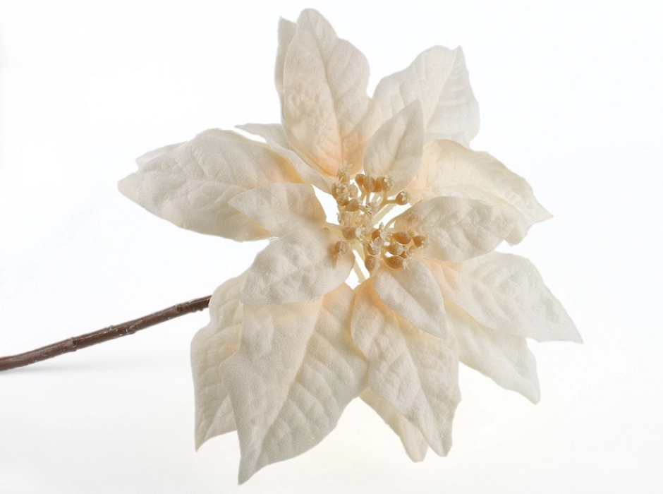 4 pack poinsettia escarchada crema