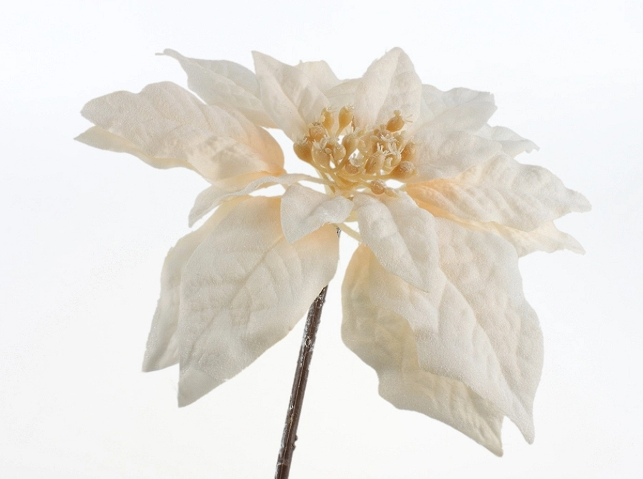 4 pack poinsettia escarchada crema
