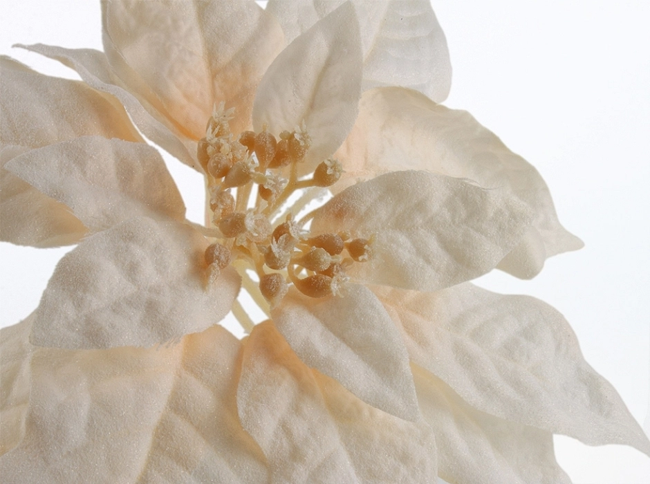 4 pack poinsettia escarchada crema