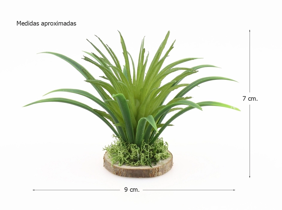 Agave yuca 6,5 cm.