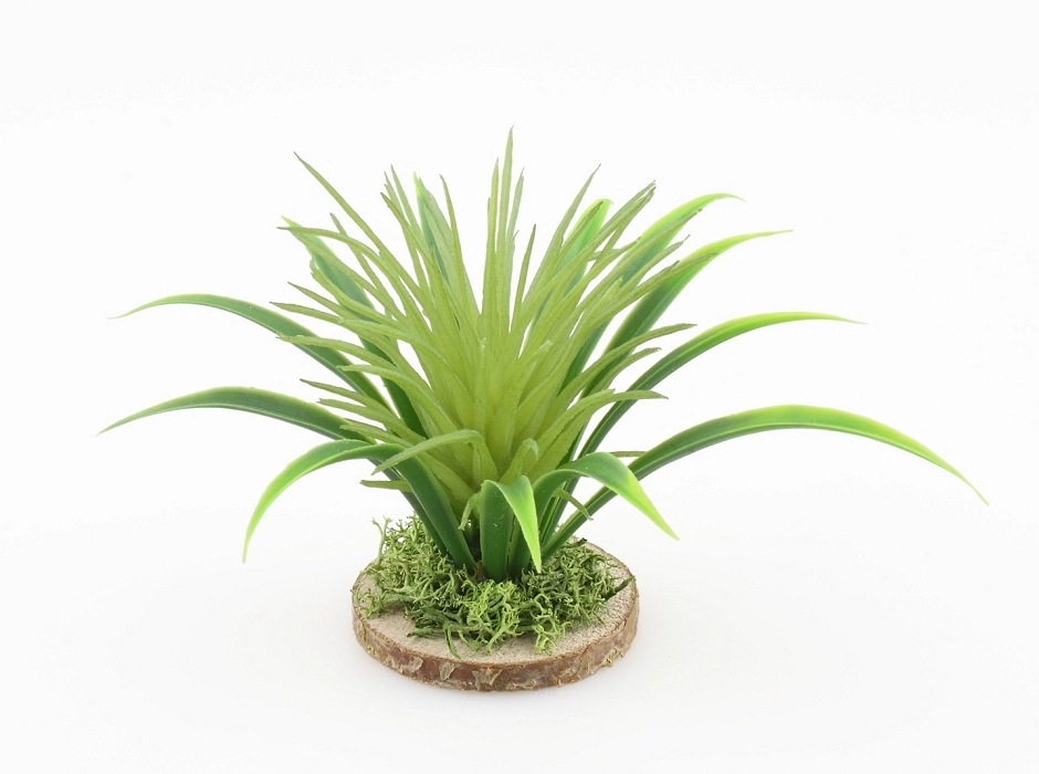 Agave yuca 6,5 cm. Agave yuca 6,5 cm.