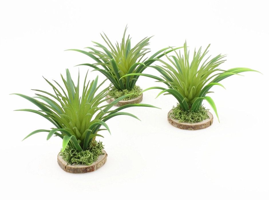 Agave yuca 6,5 cm.