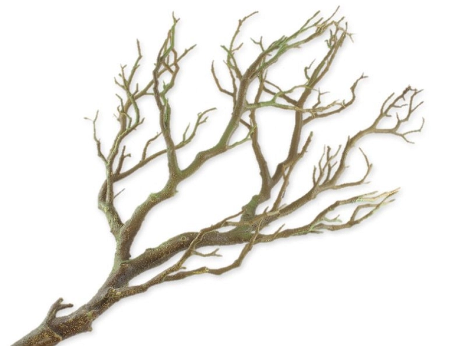 Árbol seco Árbol seco