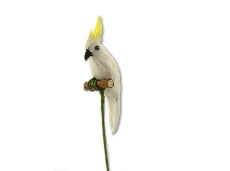 Cacatúa Cacatúa