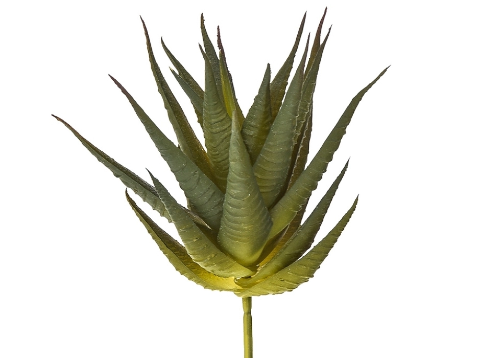 Cactus aloe Cactus aloe