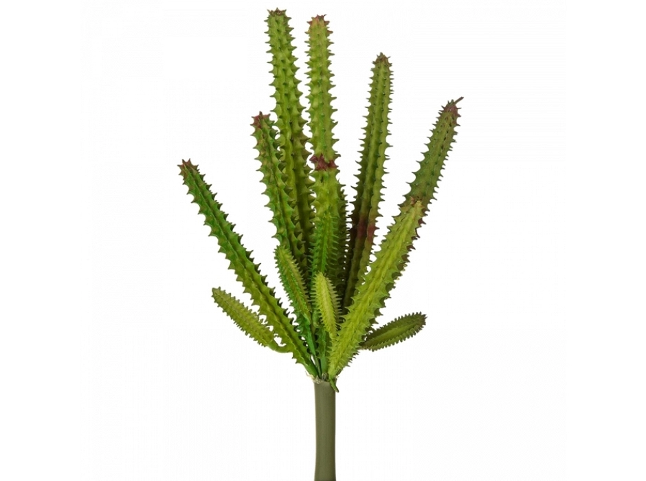 Cactus - cardón