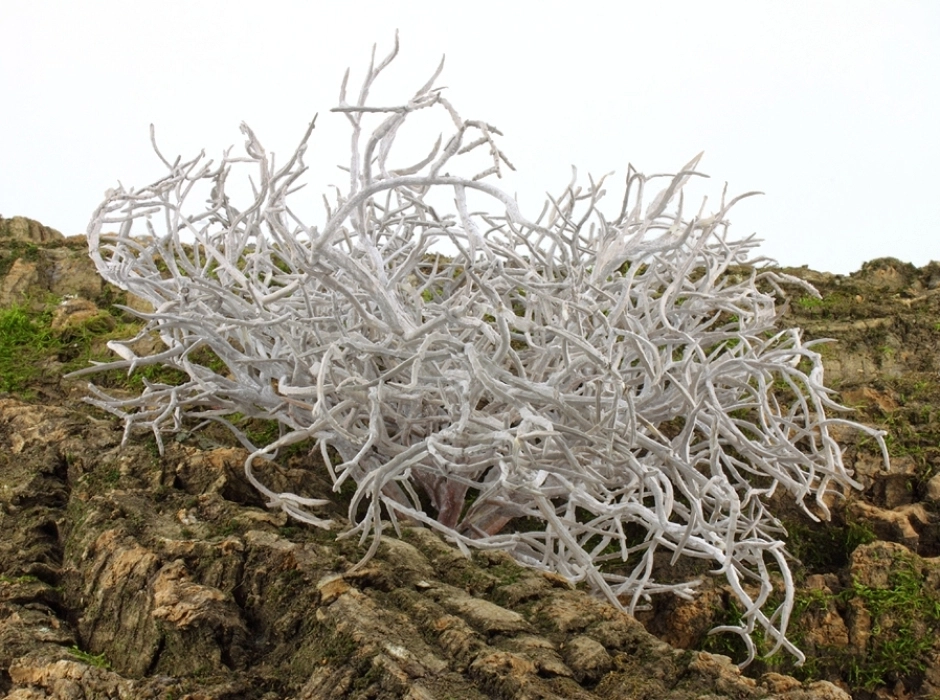 Cardo del desierto Cardo del desierto
