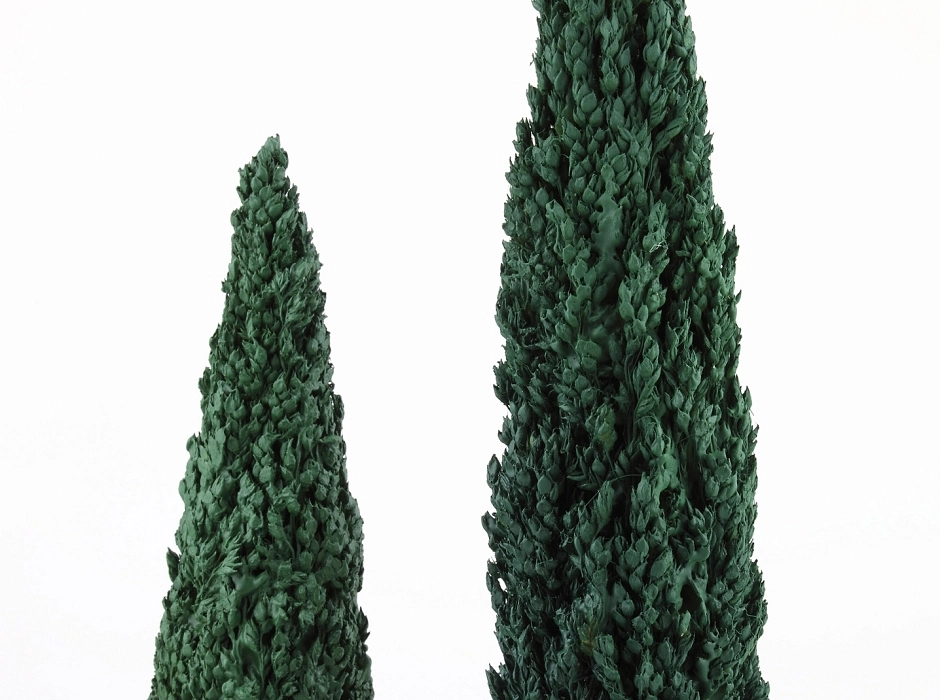 Ciprés 20 cm.