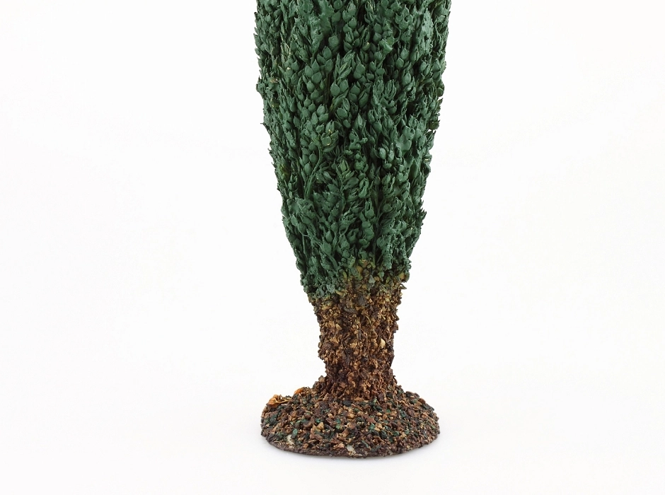 Ciprés 35 cm.