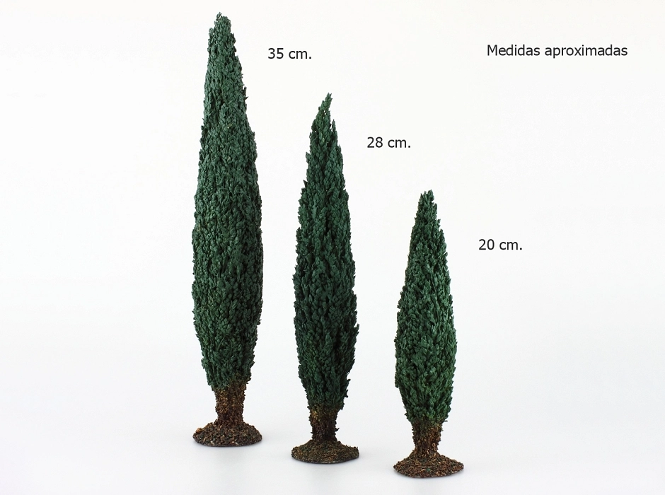 Ciprés 35 cm.