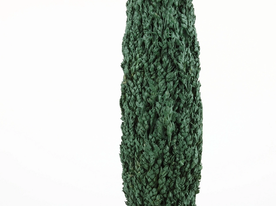 Ciprés 35 cm.