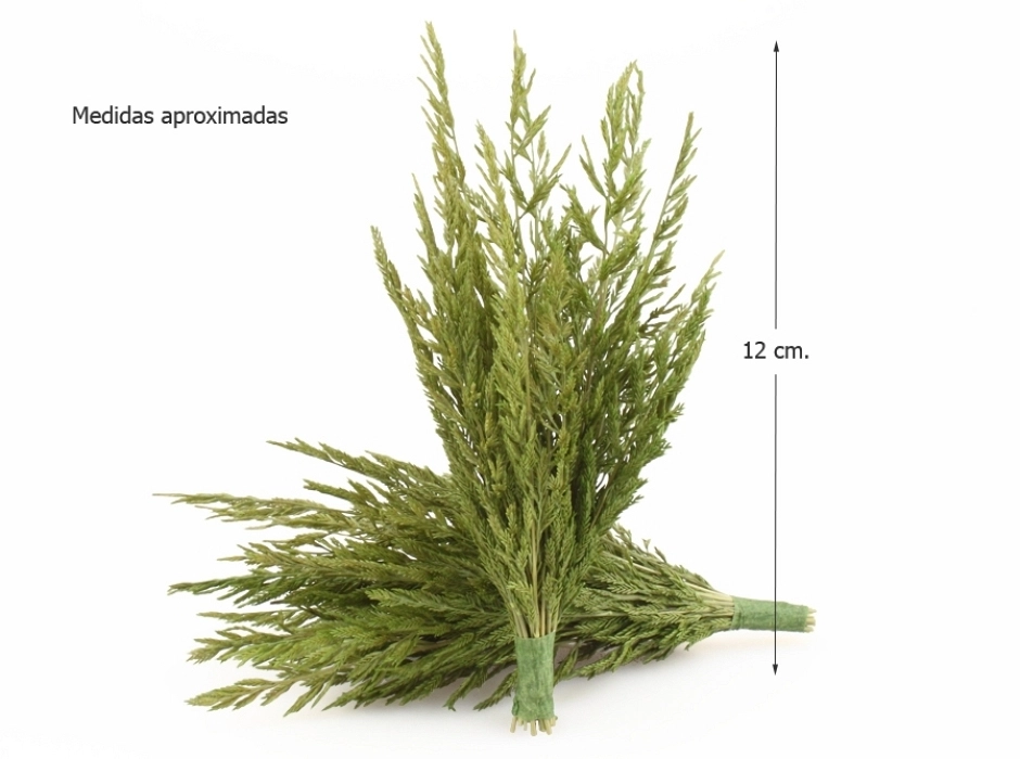 Cipresina verde ramillete 12 cm. (Bolsa 2 UNI.)