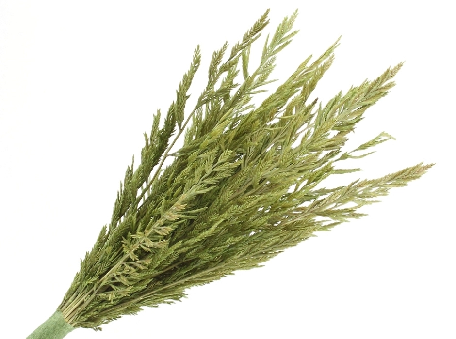 Cipresina verde ramillete 12 cm. (Bolsa 2 UNI.)