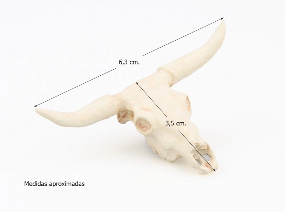Cráneo de buey (12-15 cm.)