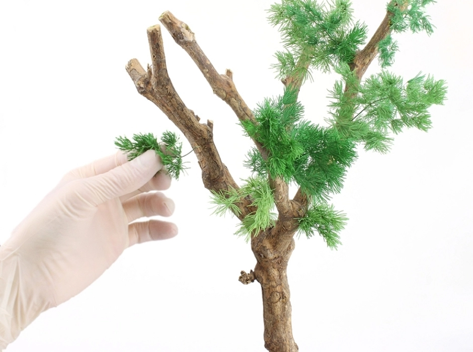 Esparraguera preservada (Ramillete 40 cm.)