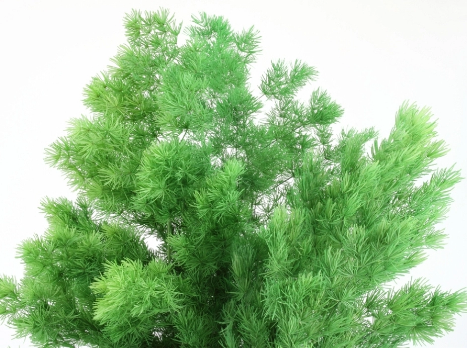 Esparraguera preservada (Ramillete 40 cm.) Esparraguera preservada (Ramillete 40 cm.)