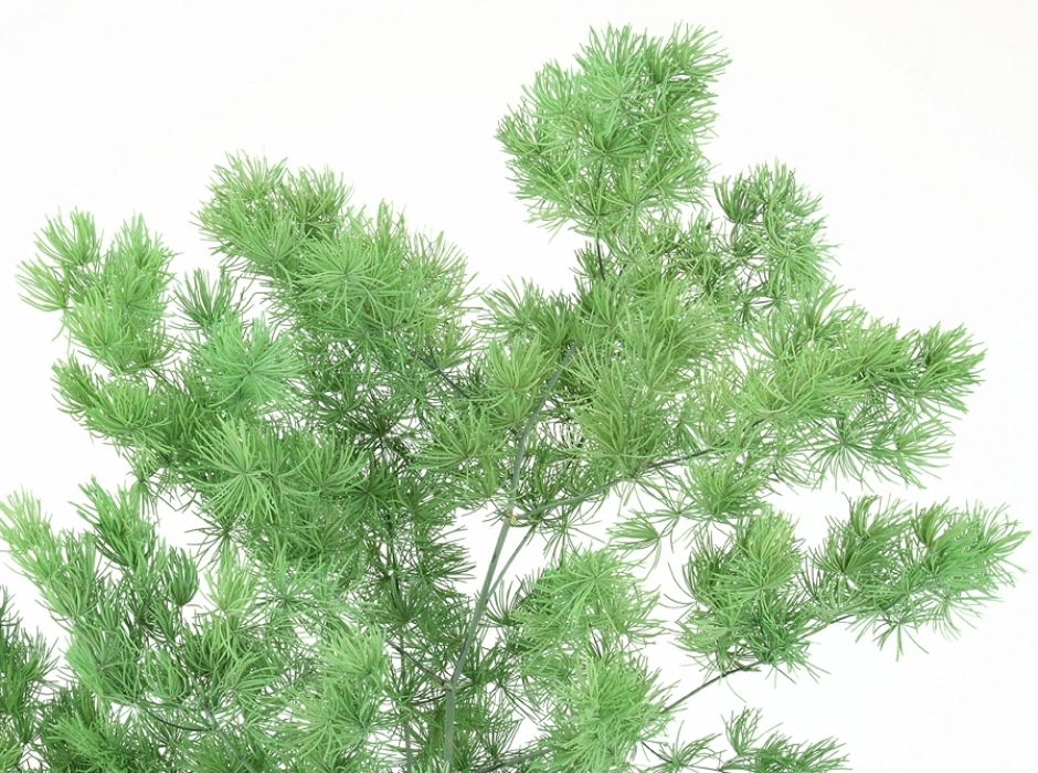 Esparraguera preservada (Ramillete 40 cm.)