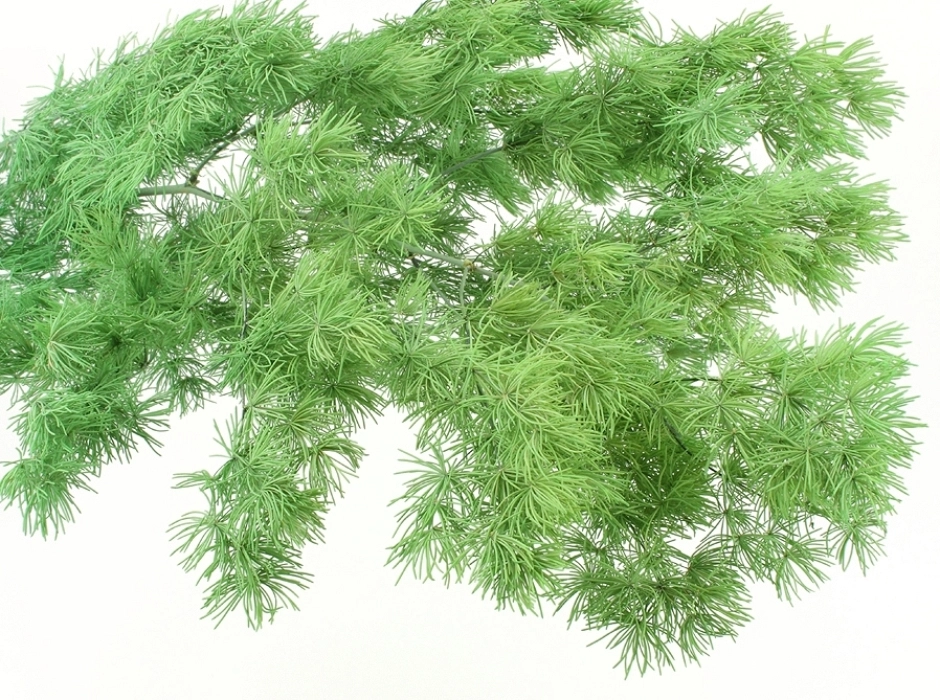 Esparraguera preservada (Ramillete 40 cm.)