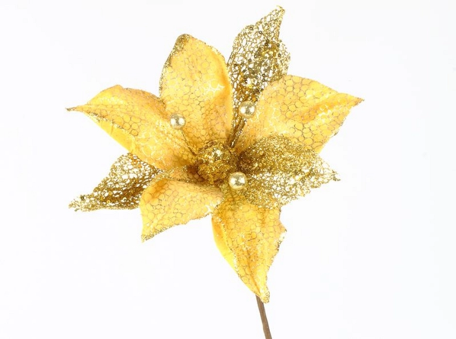 Magnolia oro