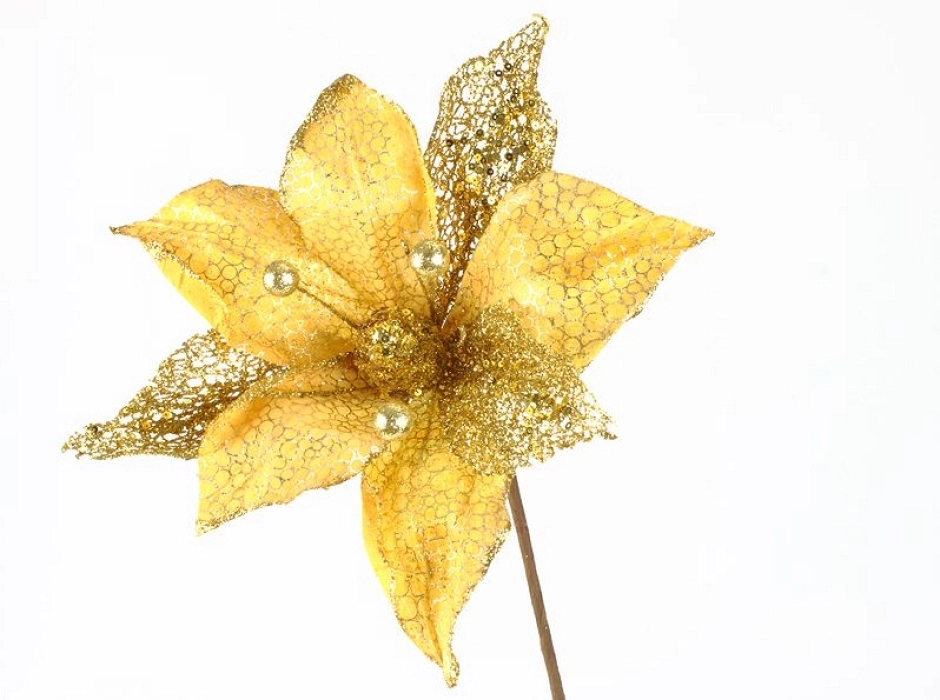 Magnolia oro