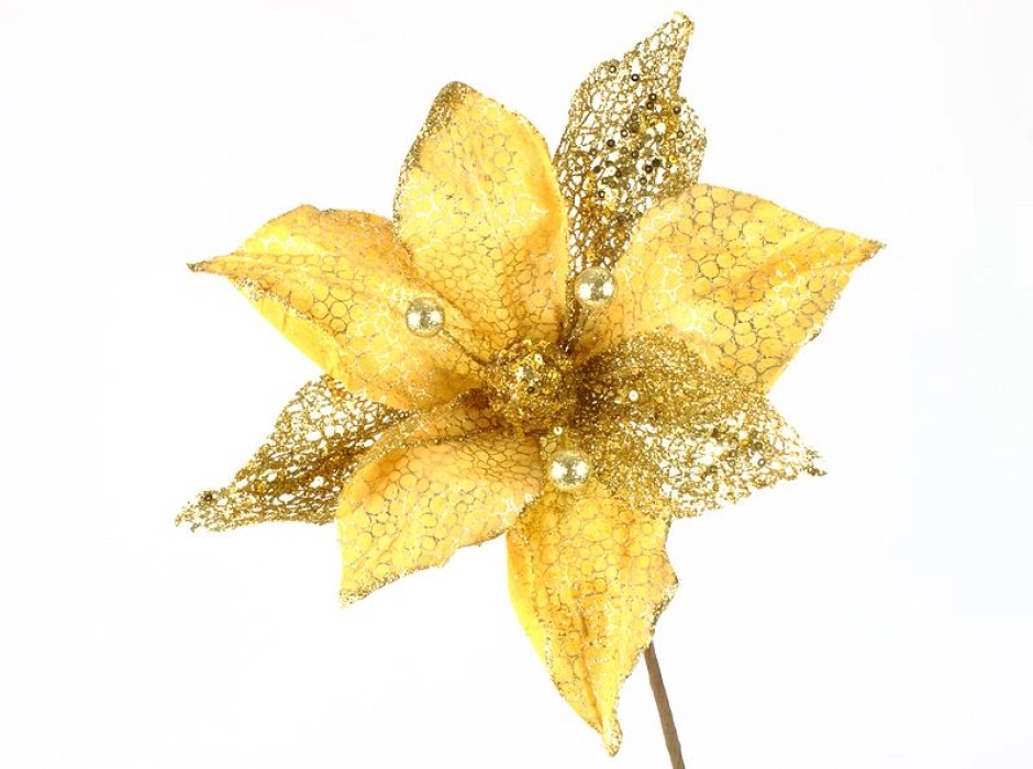 Magnolia oro