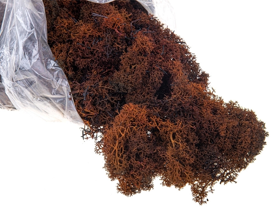 Musgo noruego preservado marrón rojizo (Bolsa 100 gr.) Musgo noruego preservado marrón rojizo (Bolsa 100 gr.)