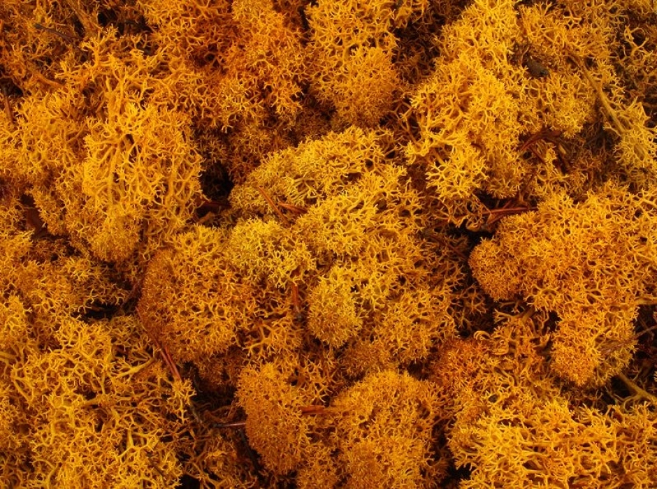 Musgo noruego preservado naranja (Bolsa 100 gr.) Musgo noruego preservado naranja (Bolsa 100 gr.)