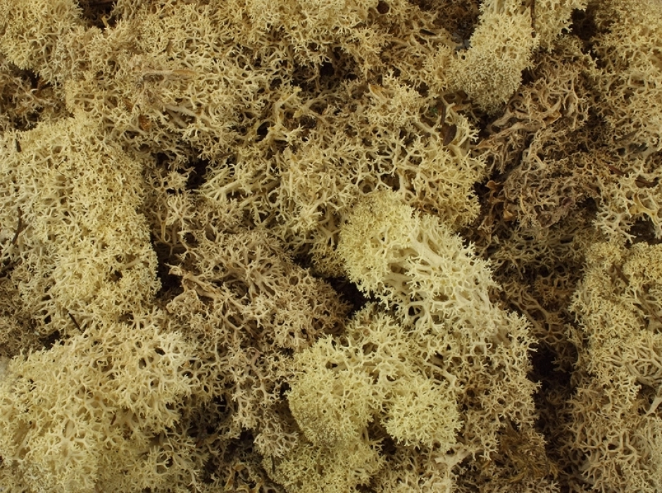 Musgo noruego preservado natural (Bolsa 100 gr.)