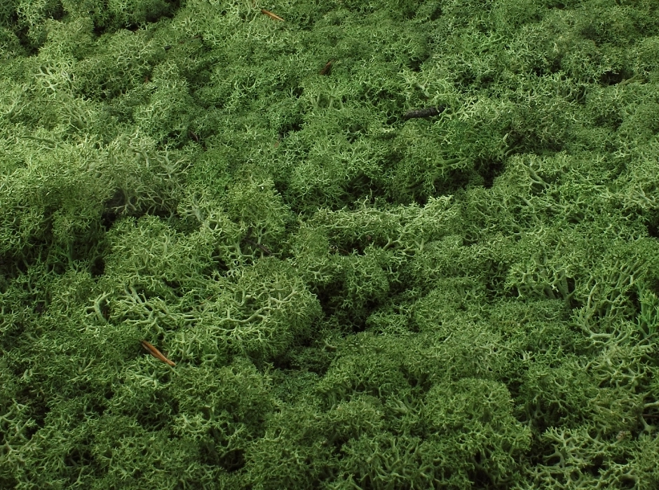 Musgo noruego preservado verde musgo (Bolsa 100 gr.)