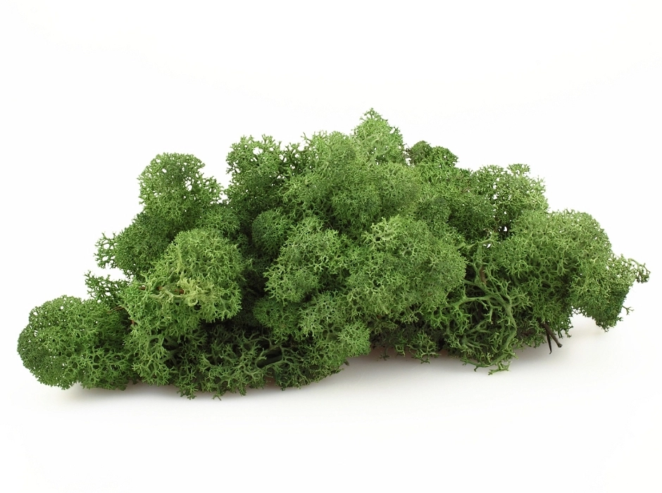 Musgo noruego preservado verde musgo (Bolsa 100 gr.) Musgo noruego preservado verde musgo (Bolsa 100 gr.)