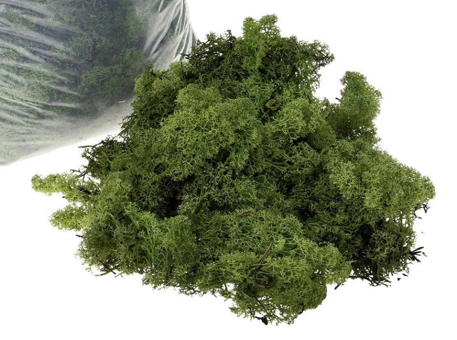 Musgo noruego preservado verde oliva (Bolsa 100 gr.) Musgo noruego preservado verde oliva (Bolsa 100 gr.)