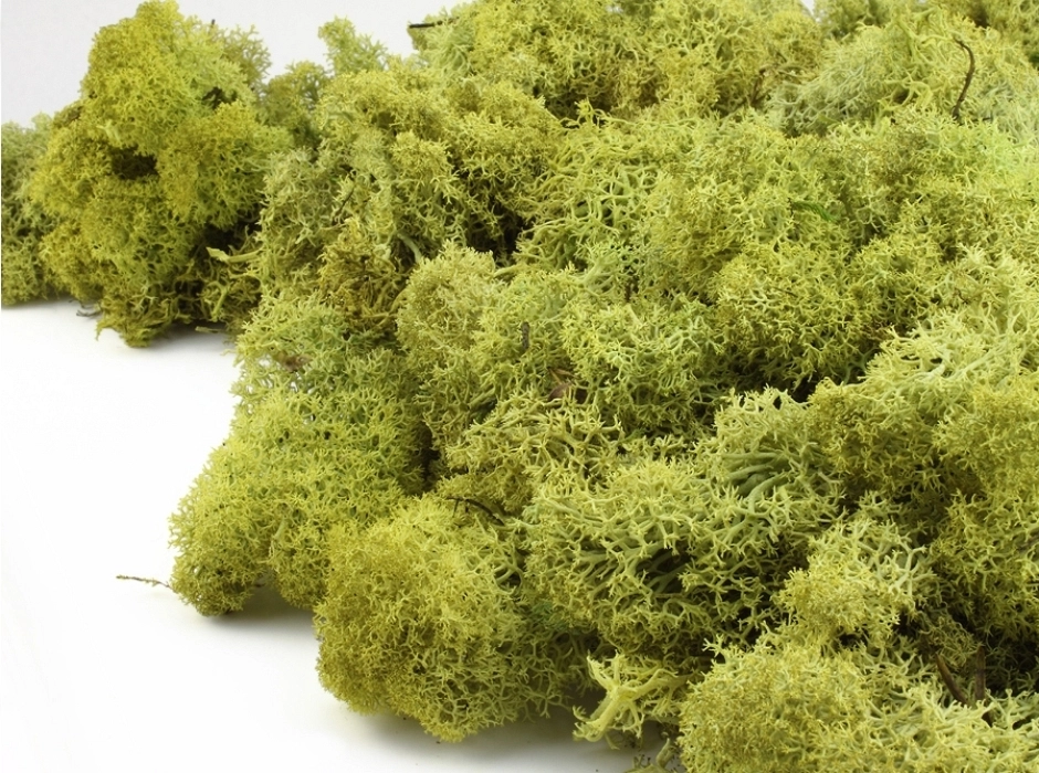 Musgo noruego verde claro (100 y 500 gr.) Musgo noruego verde claro (100 y 500 gr.)