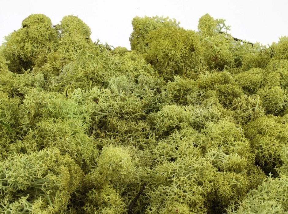 Musgo noruego verde claro (100 y 500 gr.)