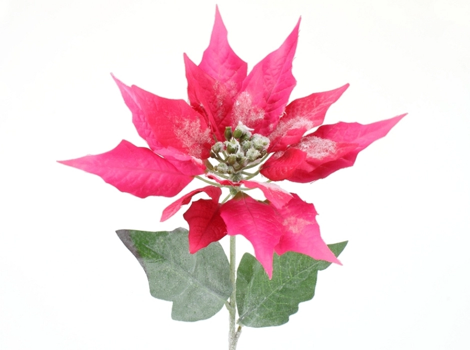 Pack 4 poinsetias rosas nevadas