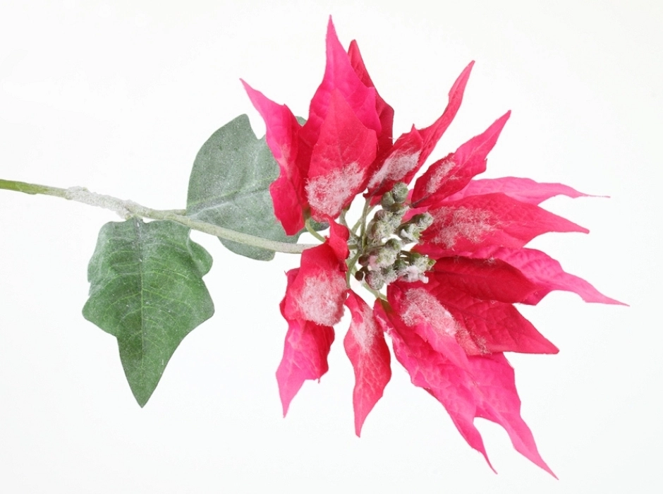 Pack 4 poinsetias rosas nevadas