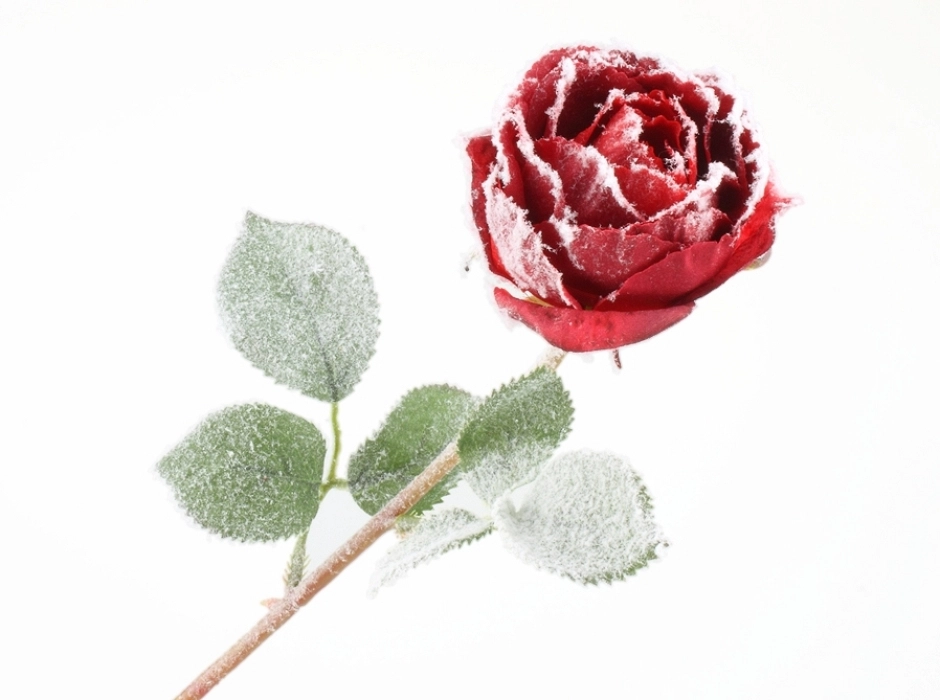 Pack 4 rosas rojas nevadas