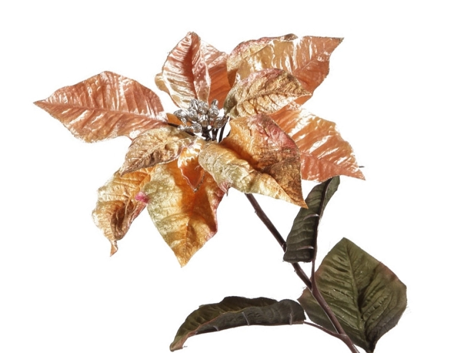 Poinsettia Glamour