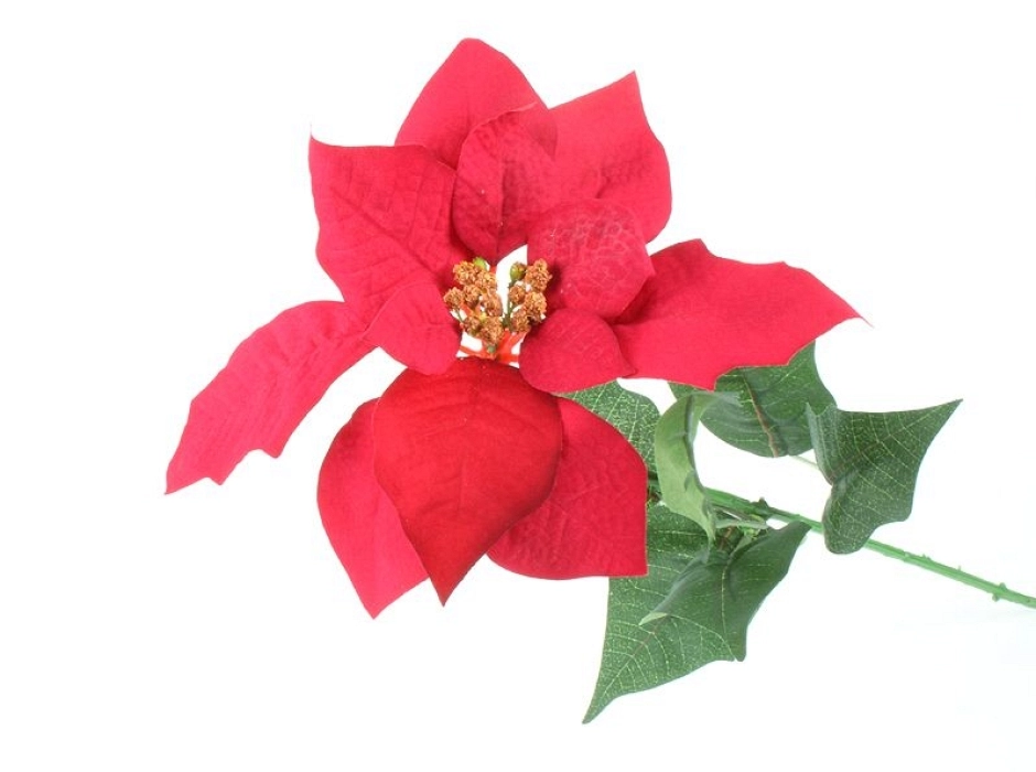 Poinsettia roja - Flor de Pascua