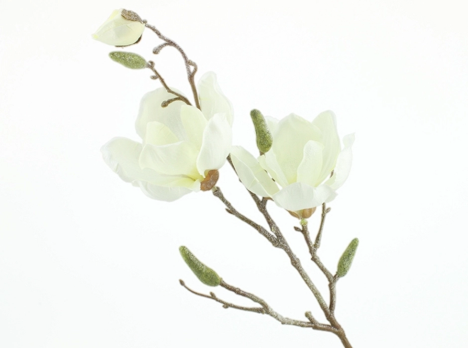 Rama de magnolia escarchada