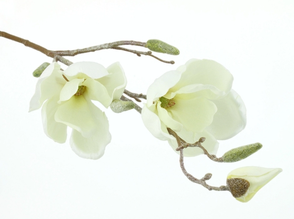 Rama de magnolia escarchada