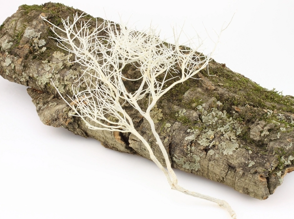 Ramas de erica blanca preservada (mazo 100 gr.) Ramas de erica blanca preservada (mazo 100 gr.)