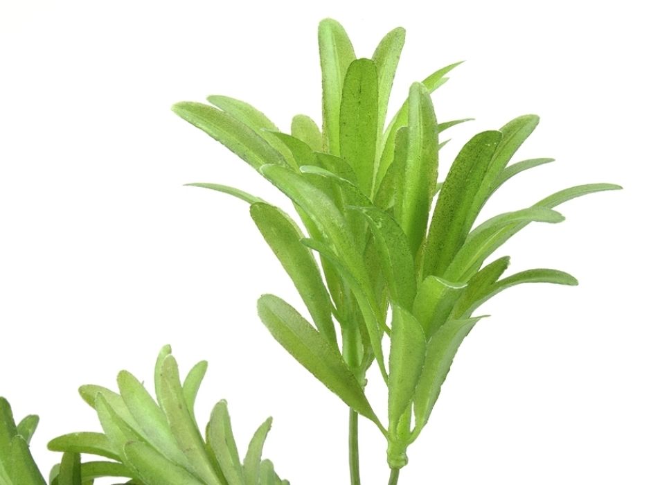 Ramillete de arbusto verde