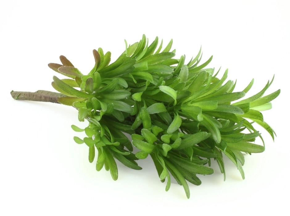 Ramillete de arbusto verde