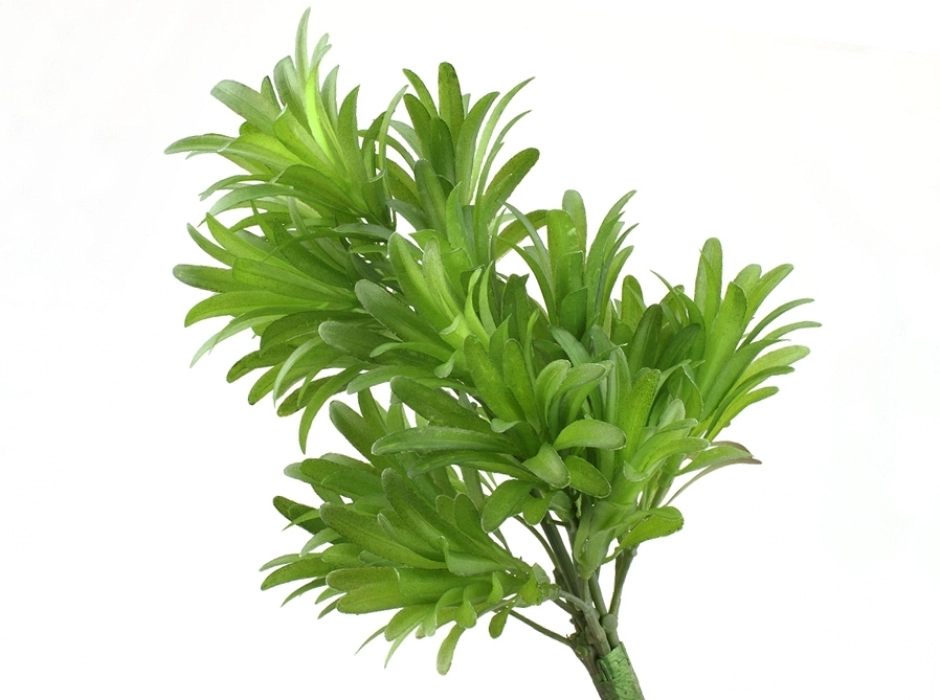 Ramillete de arbusto verde Ramillete de arbusto verde