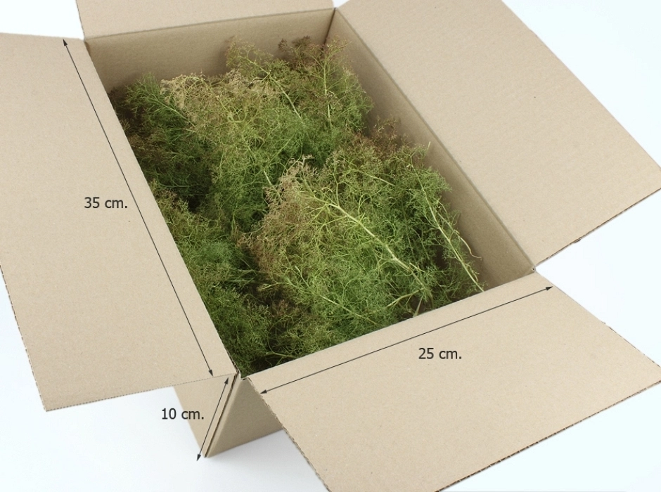 Teloxis Aristata preservada (Caja 35x25x10 cm.)
