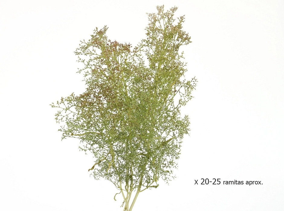 Teloxis Aristata preservada (Caja 35x25x10 cm.)