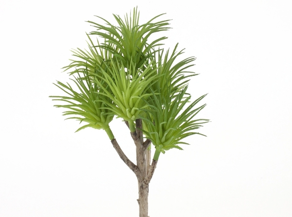 Yuca alta 20 cm. Yuca alta 20 cm.