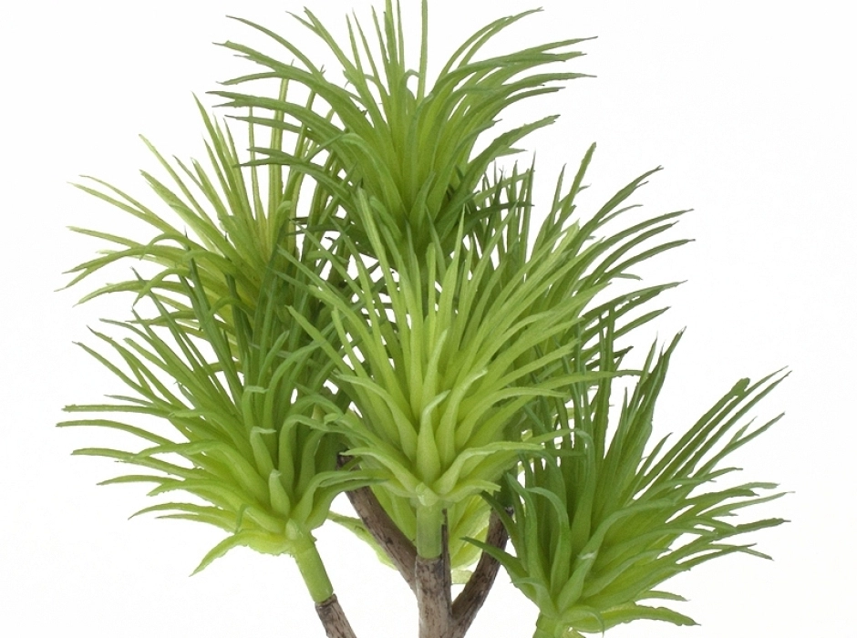 Yuca alta 20 cm.